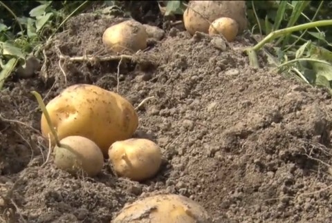 Zapáchajúce plienky ako ochrana. Ľuďom na Orave divá zver ničí úrodu