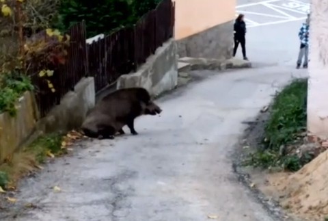 Obyvateľov Žiliny ohrozoval zranený diviak, zastrelili ho.jpg