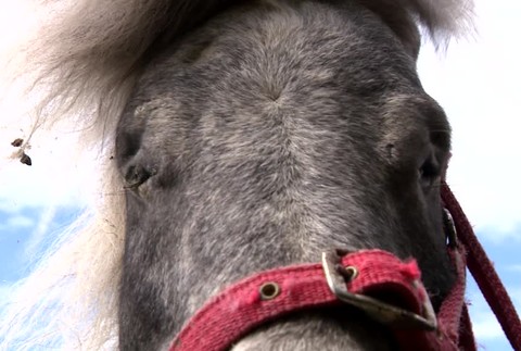 [multi] Nájdený koník 4379