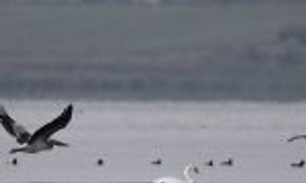 Komisia vydáva usmernenia pre pravidlá ochrany voľne žijúceho vtáctva