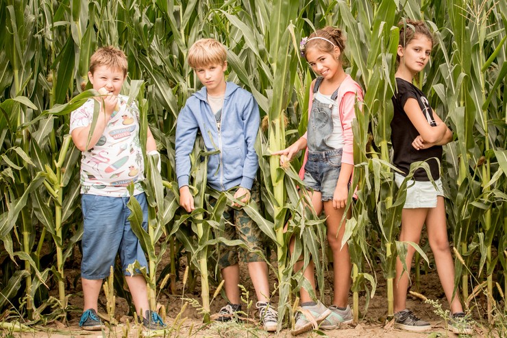 Prázdniny - Nakrúcanie v kukurici