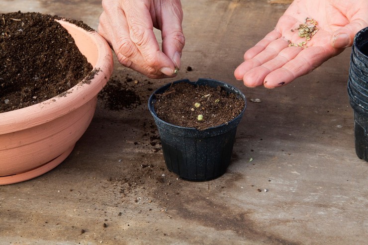 Nová záhrada - sadenie a predpestovanie
