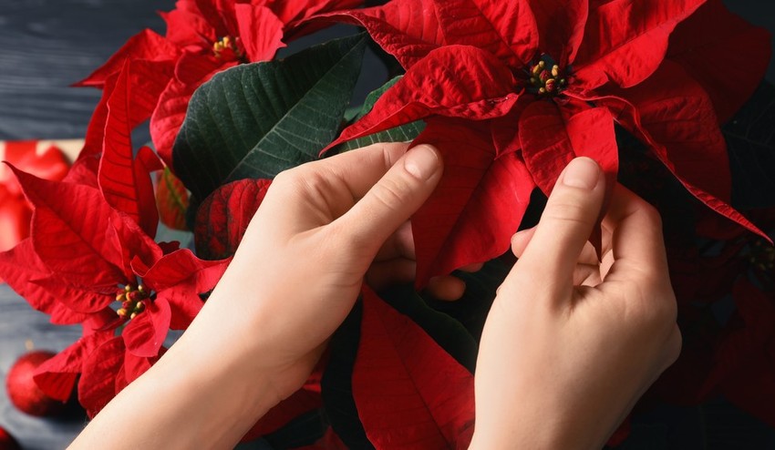Zdobí váš domov vianočná ruža? Vieme, AKO sa o ňu starať, aby vám rozkvitla aj o rok!