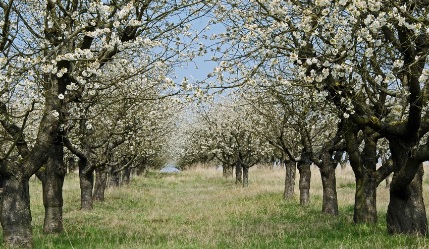 Jar konečne prišla! Ako správne okopávať ovocné stromy?