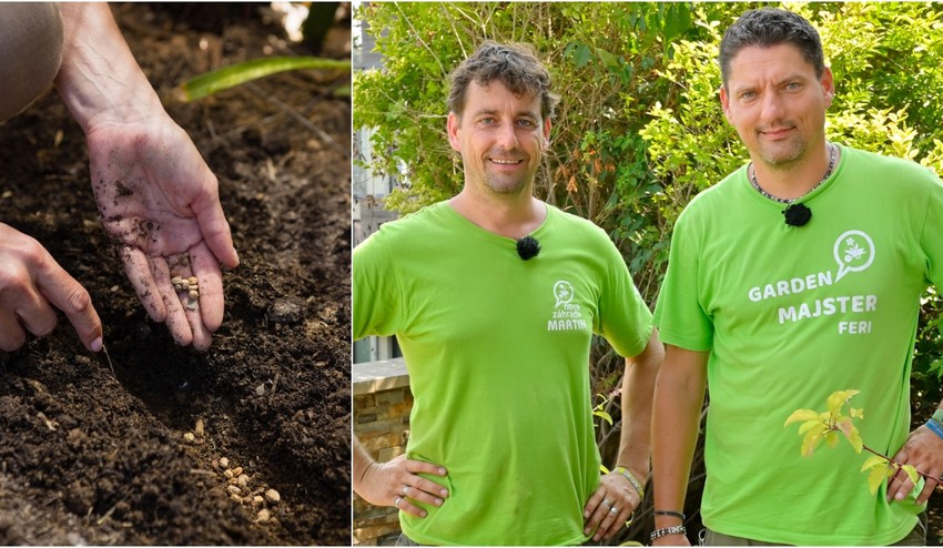 Využite aktuálne slnečné počasie: Túto zeleninu môžete vo svojej záhrade posadiť už teraz!