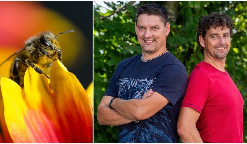 Chcete do svojej záhrady prilákať viac včiel? Vysaďte si do záhonov TIETO 3 trvalky!