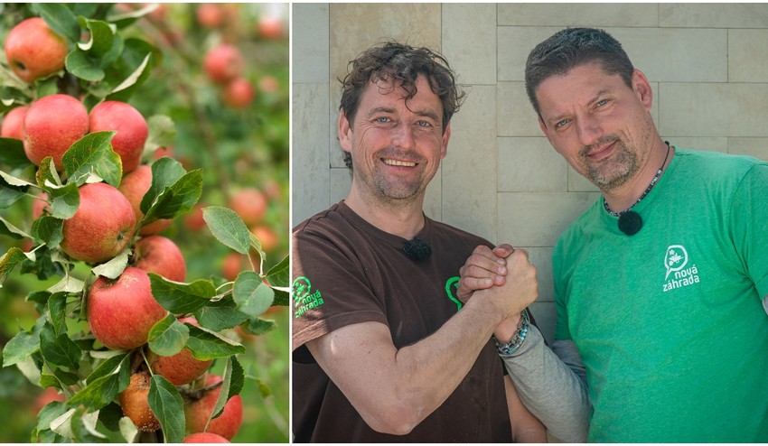 Chceli by ste mať v záhrade bohatú úrodu šťavnatých jabĺk? Držte sa týchto 3 krokov!