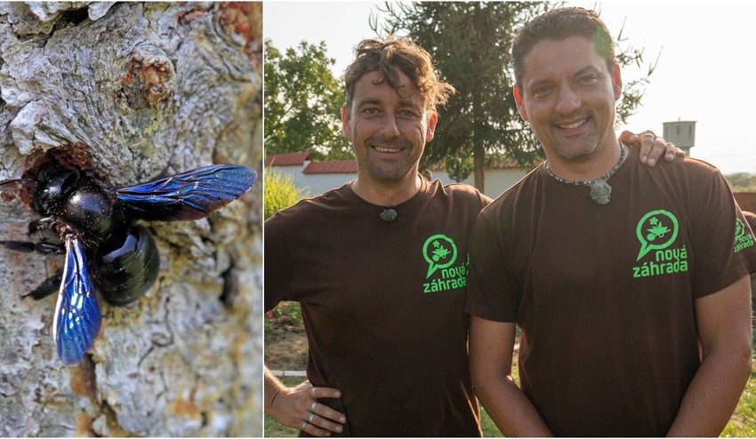 Objavil sa vo vašej záhrade tento hmyz a neviete, čo to je? Nebojte sa ho, je neškodný!