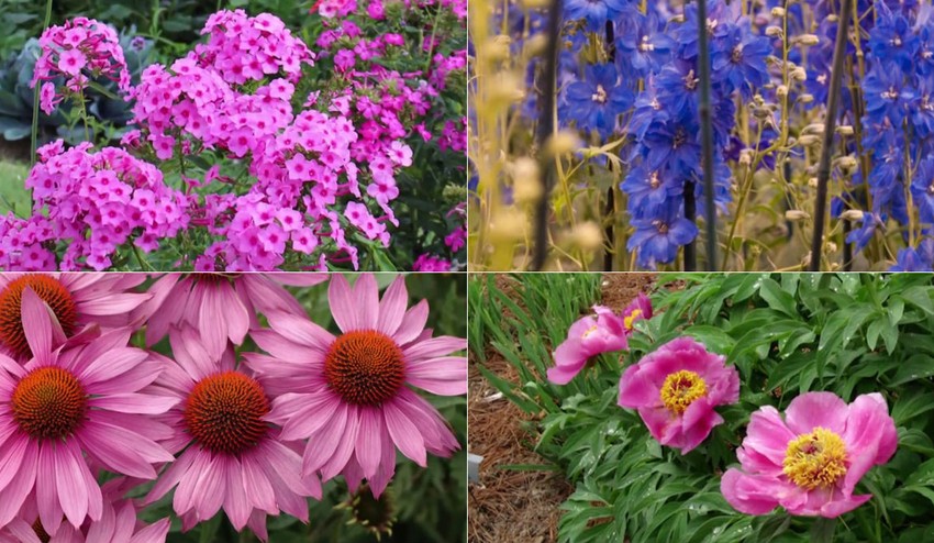 V žiadnej záhrade by nemali chýbať trvalky: Každý rok rozžiaria vašu záhradu