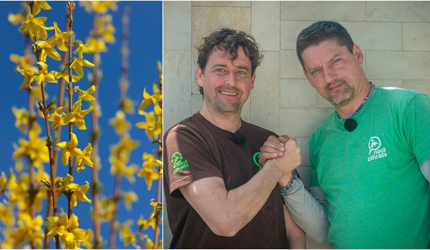 Chcete mať vo svojej záhrade zlatý dážď? S našimi tipmi ho vypestuje aj začiatočník!