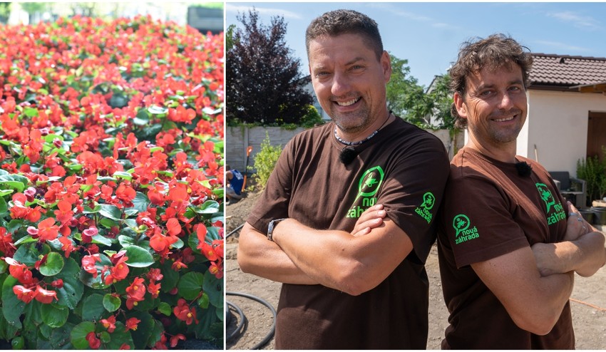 Chcete mať záhradu plnú farebných a voňavých kvetín bez driny? Posaďte si TIETO 2 druhy!