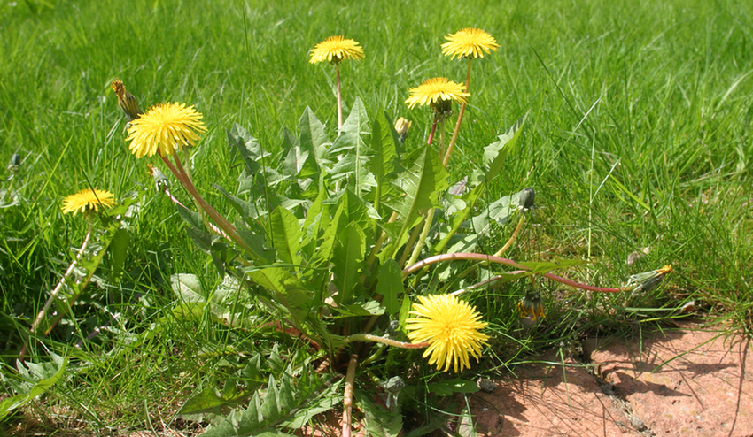 Ako sa zbaviť buriny bez chémie? Nie je to jednoduché, ale chalani z Novej záhrady poznajú riešenie!
