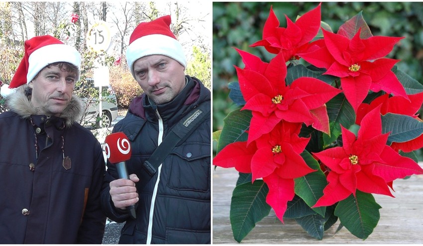 Obľúbená vianočná ruža: Ako sa o ňu starať, aby vydržala čo najdlhšie?