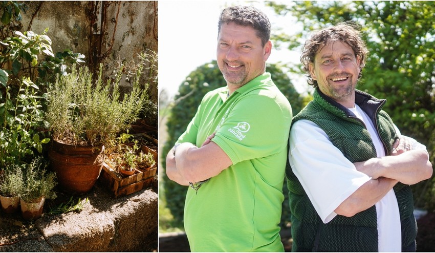 Zvyknú vám bylinky v lete vysychať? Tieto chyby robia často aj skúsení záhradkári!