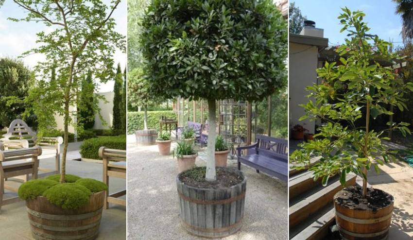 Chcete pestovať strom v sude? Pozor, niektoré korene roztrhnú aj betónové základy