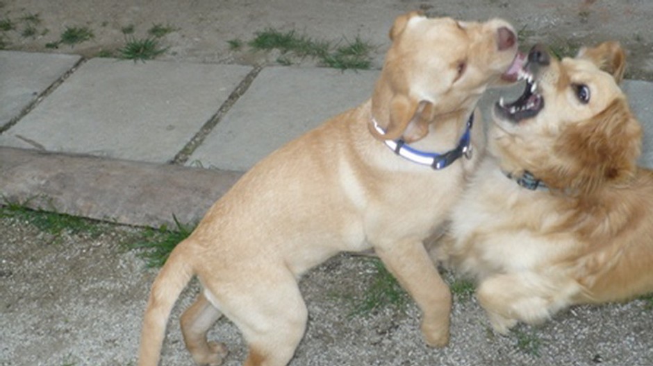 Majiteľke sa naraz stratili dva psíky