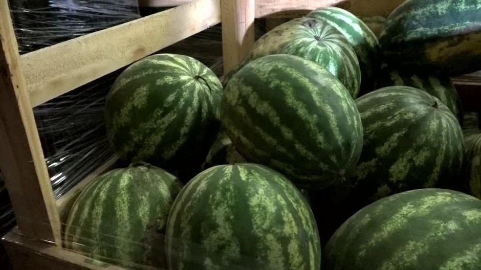Kým na pulty obchodov prichádzali zahraničné melóny, tie slovenské hnili. Pestovatelia nad tým lámu palicu4075