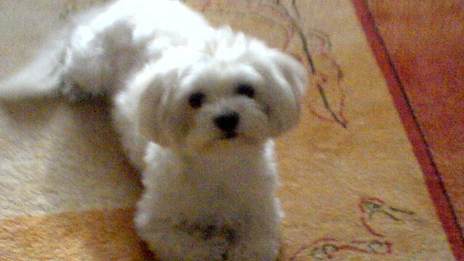 Dňa 3.3 sa nám vo večerných hodinách v Bratislave-Nové Mesto pri Hlavnej stanici stratil Maltézsky psík. Ma osem rokov, malý, bielej farby, stredne dlhá srsť, mal červeno-čierny obojok keď sa stratil. Počúva na meno Charlie (čítaj "Čárli"). Ak si myslite 