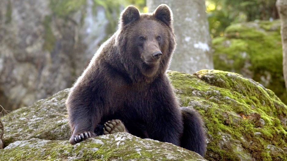 medveď na skale v lese ilustračné foto