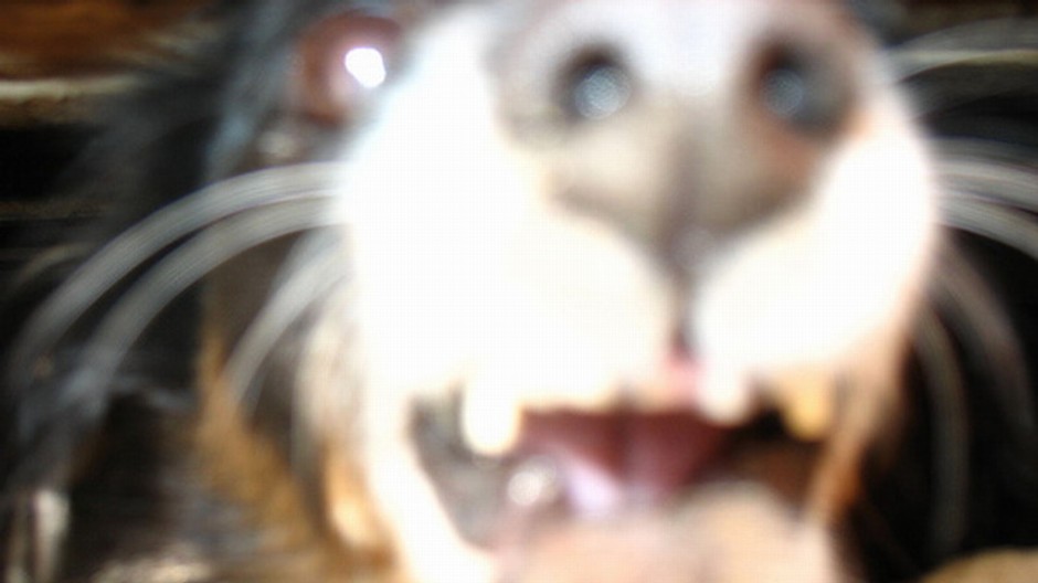 Psy vo Francúzsku roztrhali desaťročné dievčatko