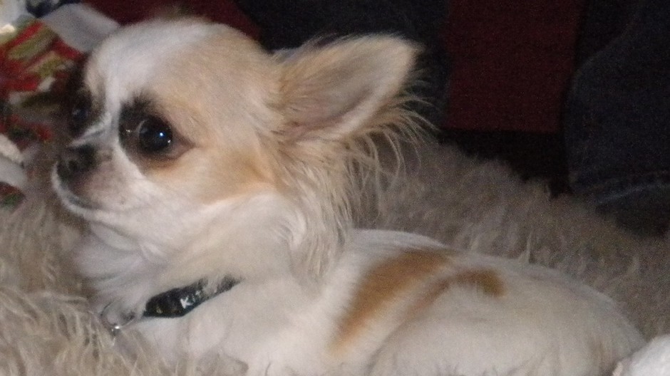 stratená Čivava Stela