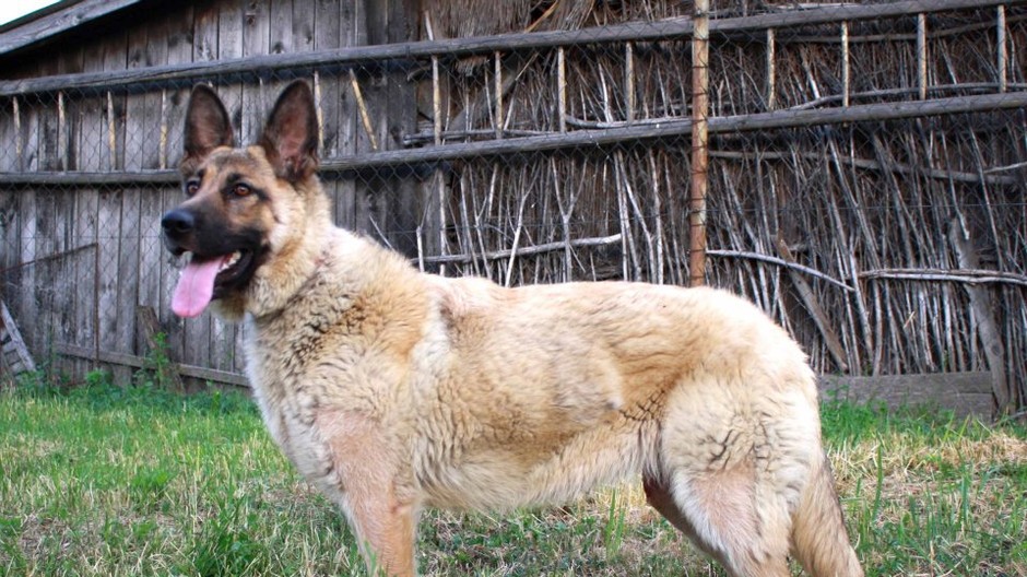 seny fenka vlčiak stratená