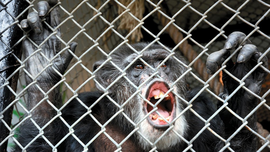 šimpanz Tommy