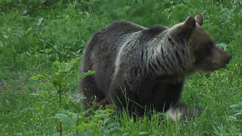 [multi] Medvede 3092 (cropped)