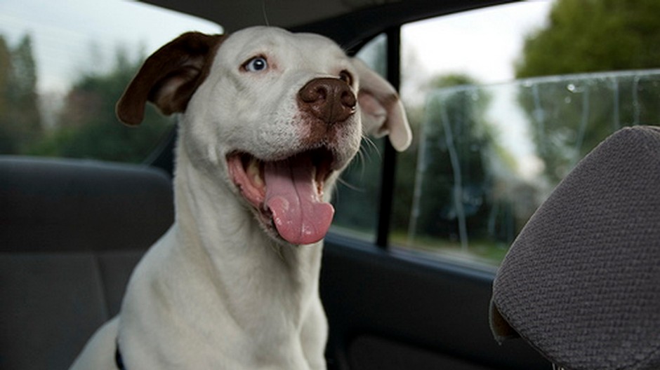 Pes v aute, auto, vyplazený jazyk, sedadlo