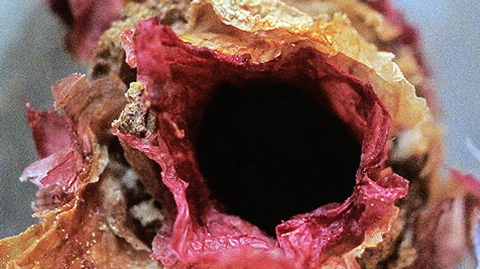 kvetovy ul, vceli ul pokryty lupienkami kvetov