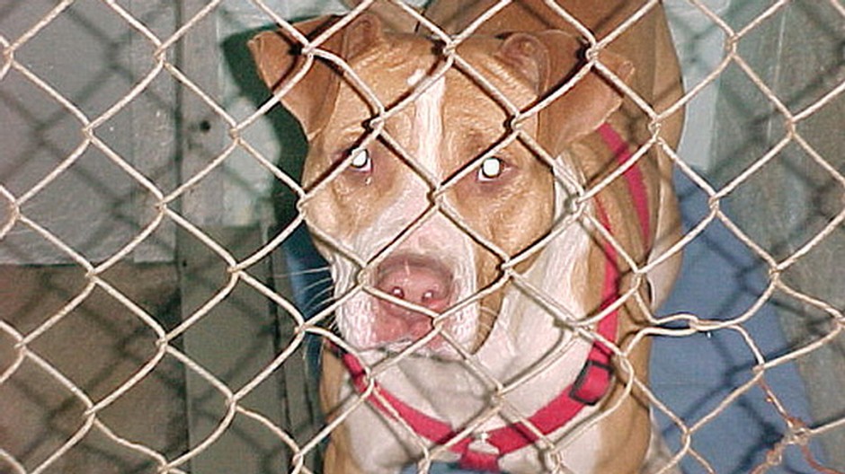 Pitbull za pletivom, pes, mreže, plot, polocelok