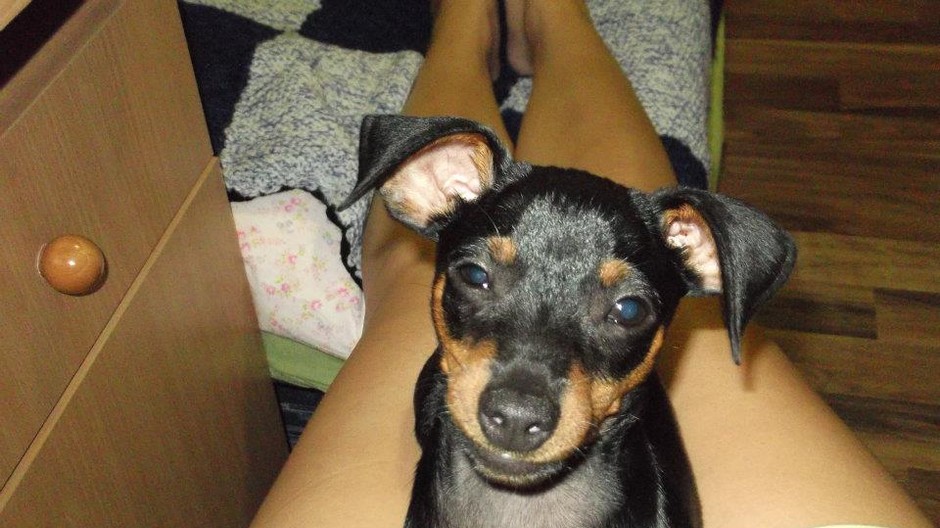 Je to RATLIK ČIERNEJ FARBY S HNEDYM PALENIM, MA POL ROKA, VOLA SA RIKY, STRATIL SA 13.12.2011
ak ste ho videli alebo máte informácie kde by sa mohol nachádzať, prosím informujte nás na telefónnom čísle:  0910 274 587, budeme veľmi vďačný ak nám pomôžete 