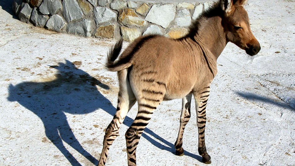 Malý zebroid