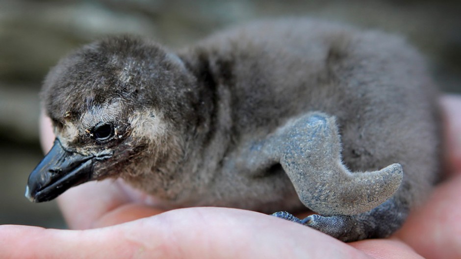 tučniak malicky na dlani