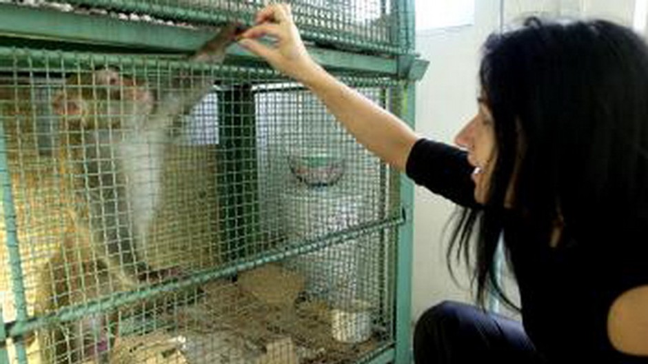 Makak v klietke, klietka, dievča, žena, ruka