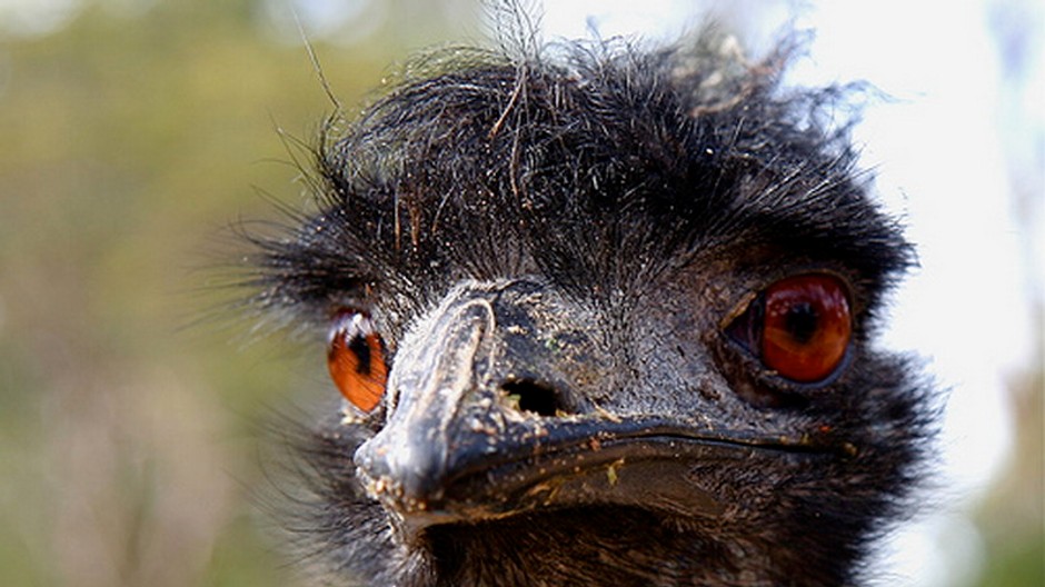 emu hlava