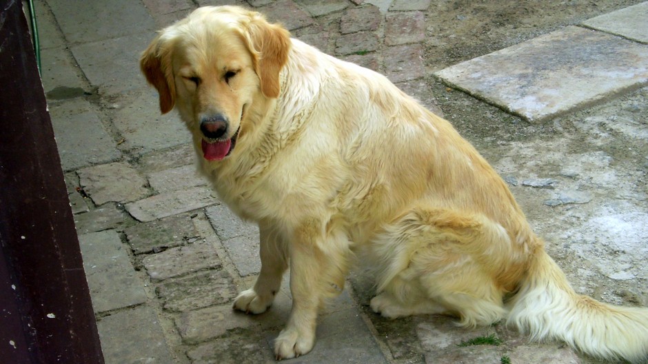 Stratil sa psík Šila zlatý retriever