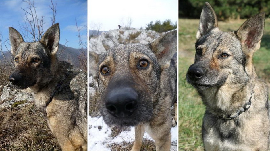 Mimi kríženec vlčice a nemeckého ovčiaka nezvestná Košice azylový dom