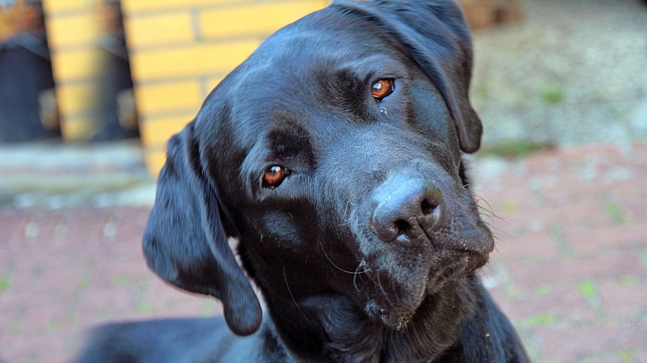 pes šteňa labrador/ilustračná snímka