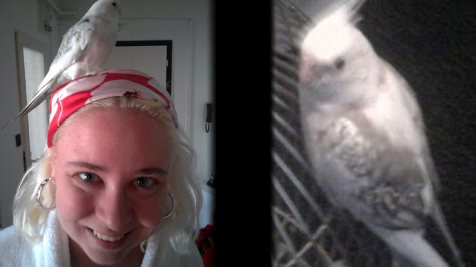 Stratená korela Lea, Dlhé diely, Bratislava