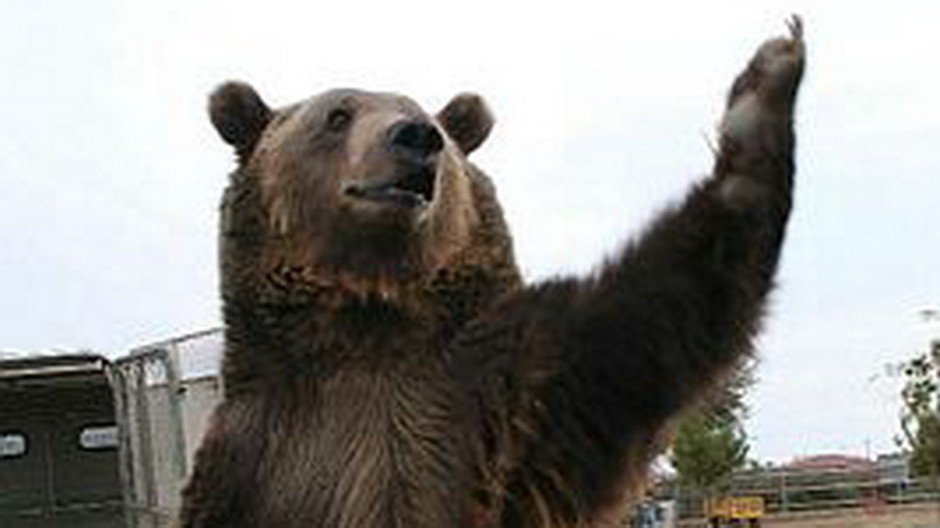 medved zdvihnuta predna laba