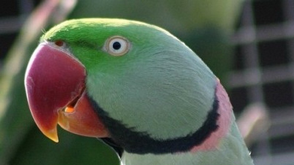 Papagáj, ktorý sa stratil