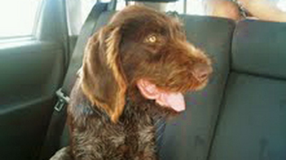 Stratil sa nemecký drôtosrstý stavač - HUGO, zriedkavý výskyt