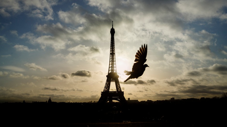 Eiffelova veža, holubica, Paríž