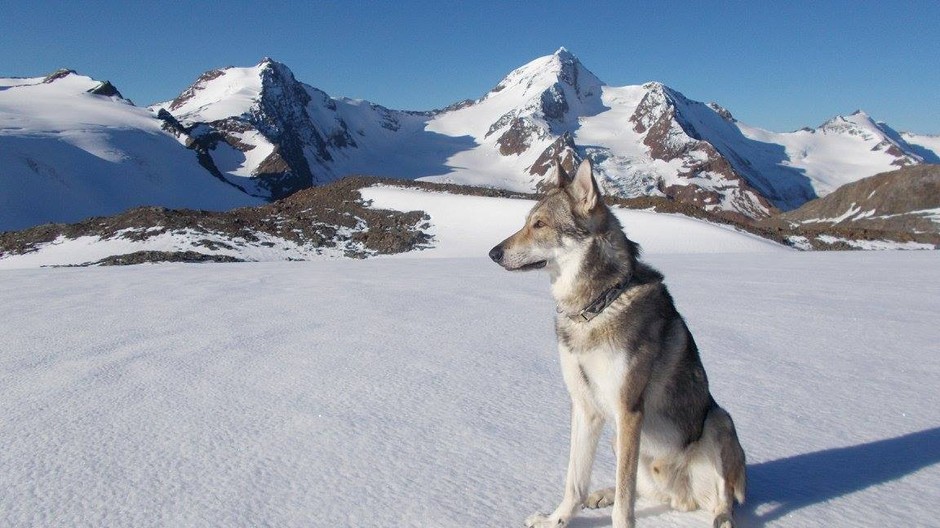 Rasty sa stal prvým českým psom, ktorý sa dostal na Mont Blanc