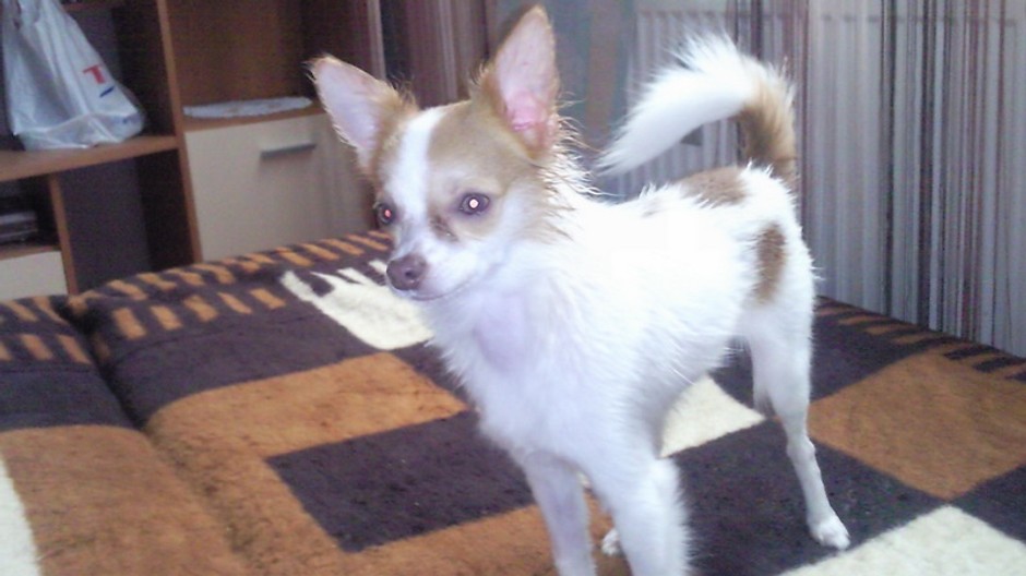 Stratený psík Toby, hľadanie, Poprad