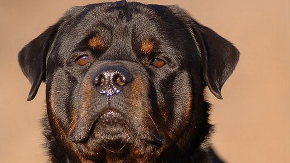 pes rotvajler, hlava detail