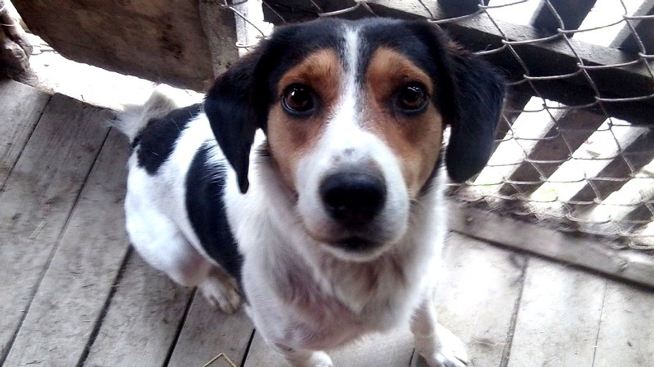 Dino, stredný vzrast, stratený psík, Zázrivá