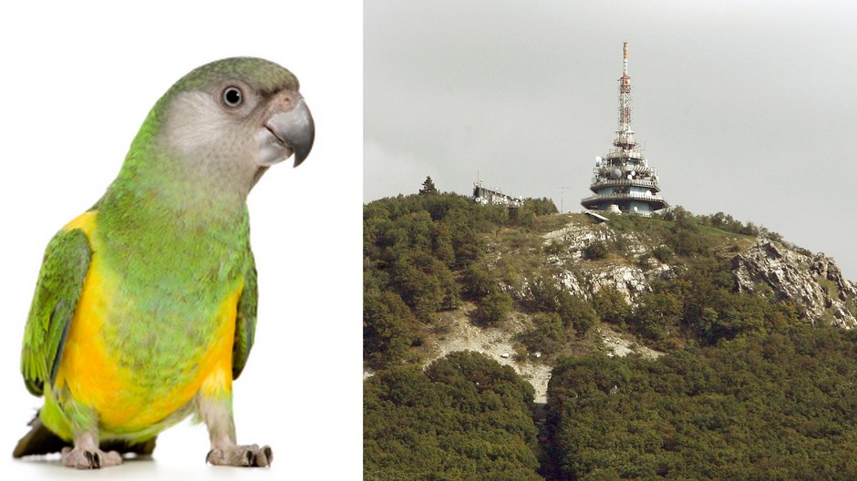 Dňa 15.4.2012 sa stratil papagáj senegálsky zelenej farby, Letel od Bazovského ulice-klokočina do záhrad -Mlynárce. Reaguje na meno RIKI. Odmena 150 Eur. 0948041335