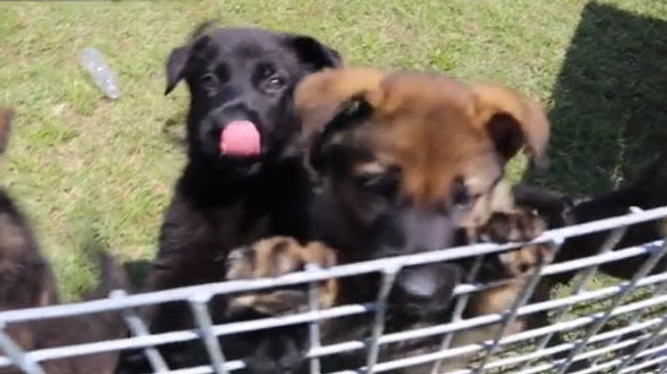 policajné šteňiatka